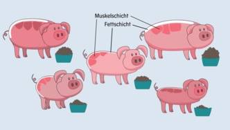 Zeichnung mit vier Schweinen und den Begriffen "Muskelschicht" und "Fettschicht"